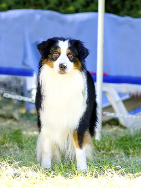 Australian Shepherd dog — Stock Photo, Image