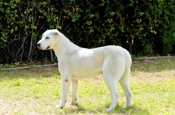 中央アジアの羊飼い犬 — ストック写真