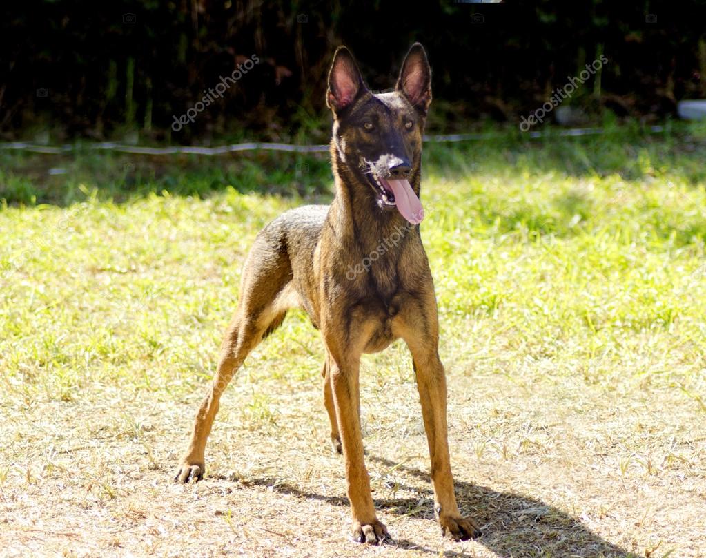 belgian shepherd malinois military belgian shepherd dog malinois u2014 stock photo f8grapher 34939073 belgian shepherd malinois military belgian shepherd dog malinois u2014 stock photo f8grapher 34939073