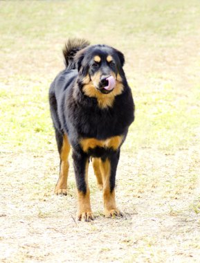 Tibet Mastiff