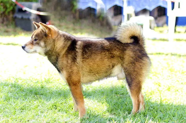 Shiba Inu. — Foto de Stock