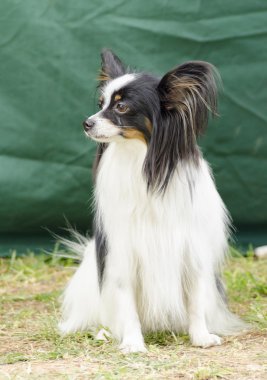 Papillon köpek