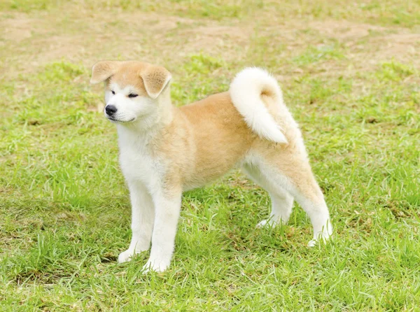 Akita inu — Stockfoto