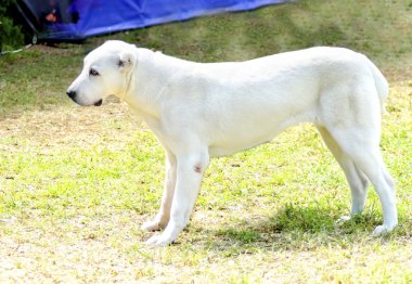 Orta Asya Çoban Köpeği