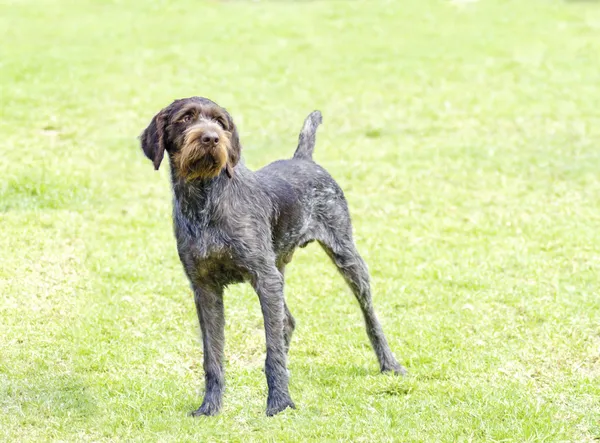 Duits wirehaired pointer — Stockfoto