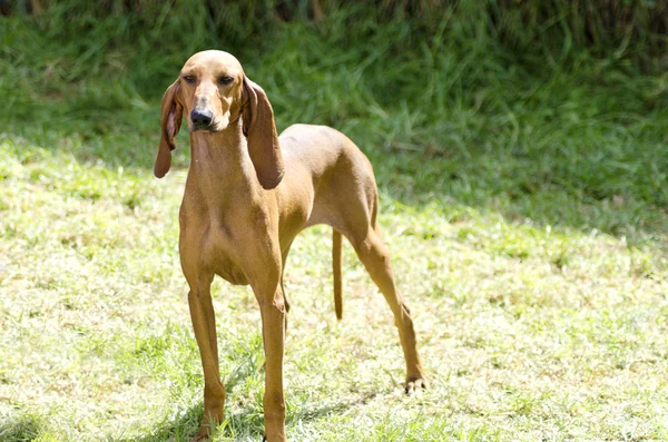 Segugio Italiano — Stockfoto