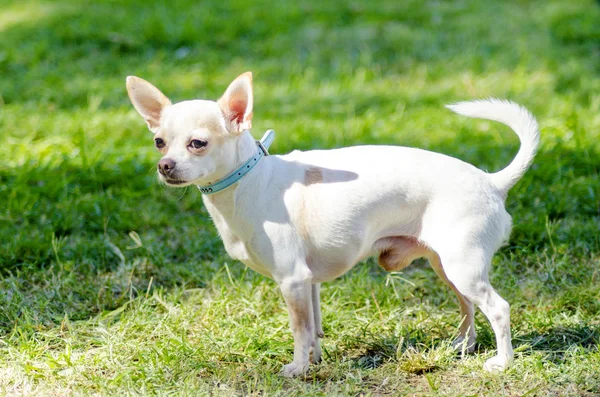 Chihuahua — Stock Photo, Image