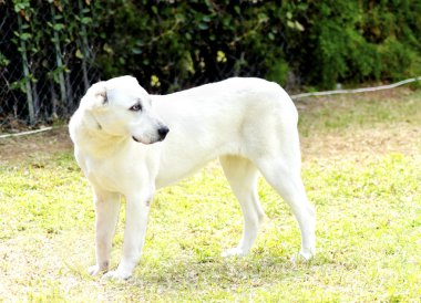 Orta Asya Çoban Köpeği