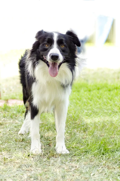 Border Collie — Zdjęcie stockowe