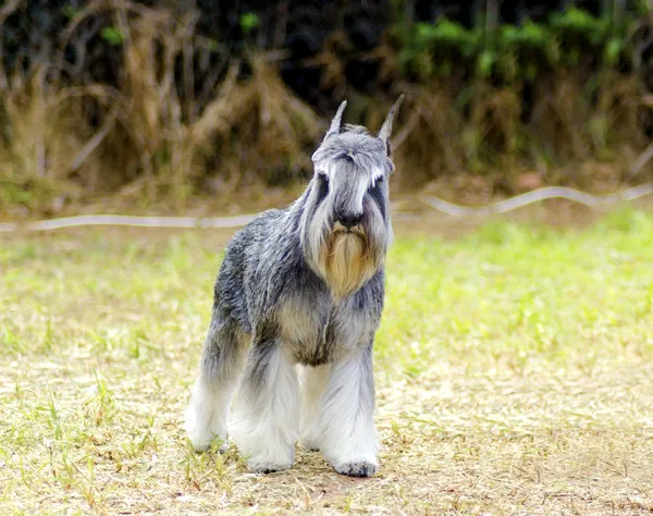 Miniature Schnauzer — Stock Photo, Image