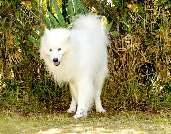 Samoyed — Stock Photo, Image