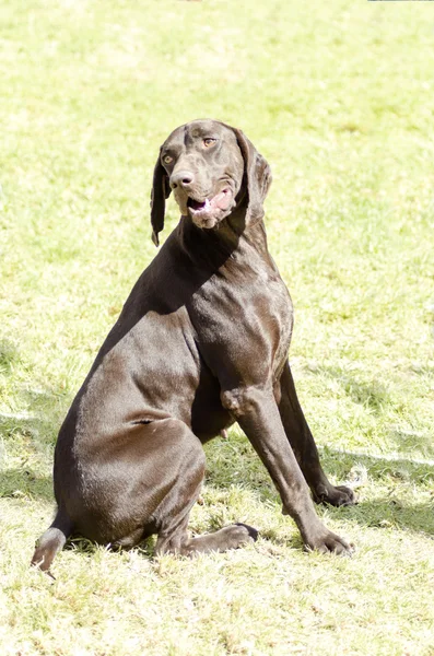 Alman shorthaired ibre — Stok fotoğraf