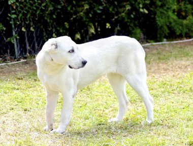 Orta Asya Çoban Köpeği