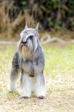 minyatür schnauzer