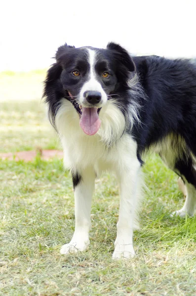 Gränsen collie — Stockfoto