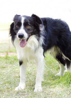 kenar kömür ocağı