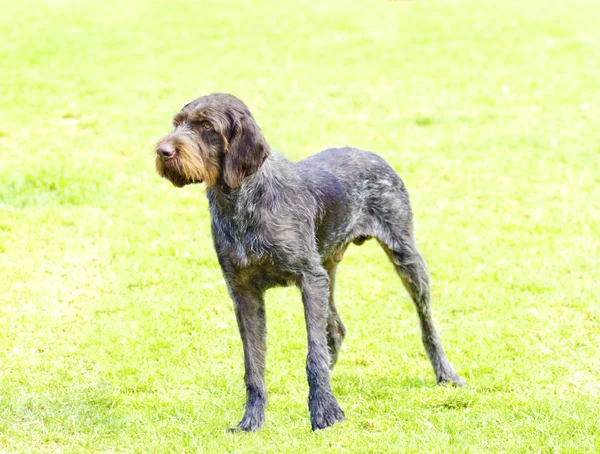 Duits wirehaired pointer — Stockfoto