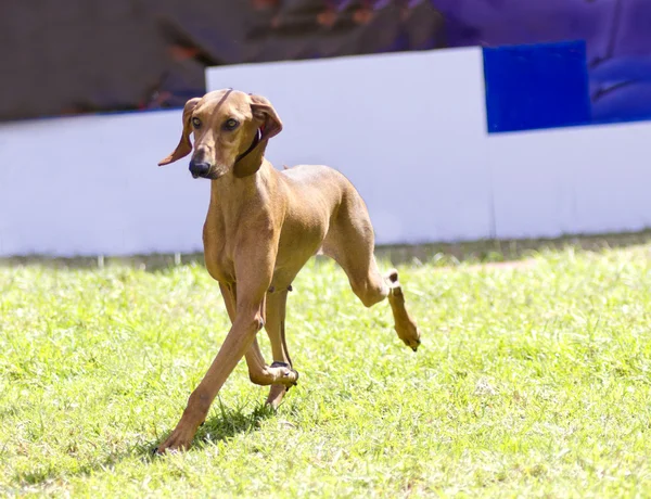 Segugio Italiano — Foto Stock