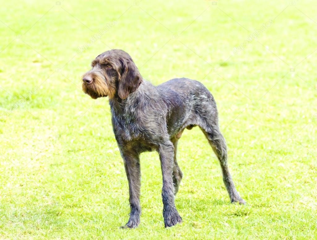 German Wirehaired Pointer Stock Photo F8grapher 35637595