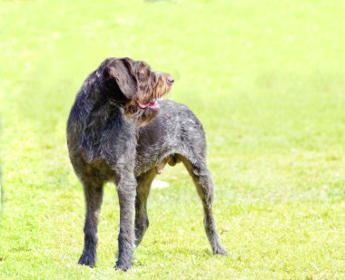 almanca wirehaired ibre