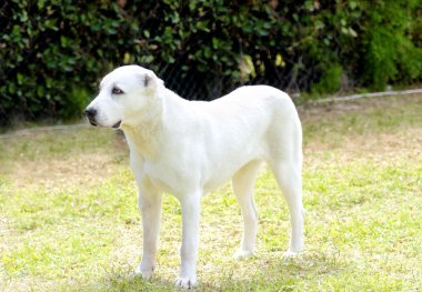 Orta Asya Çoban Köpeği