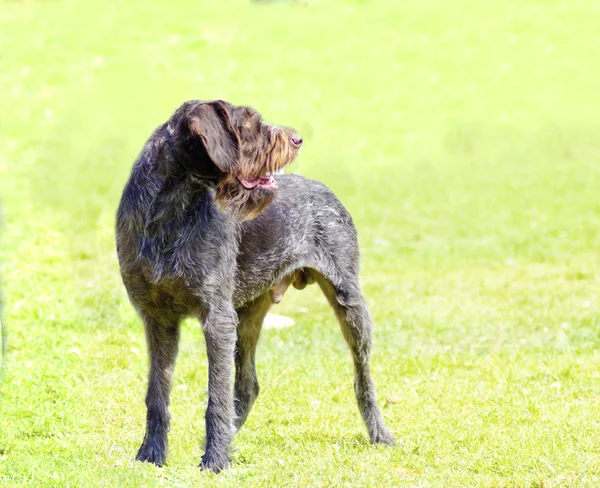 Duits wirehaired pointer — Stockfoto