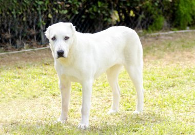 Orta Asya Çoban Köpeği
