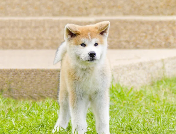 Akita inu — Fotografia de Stock