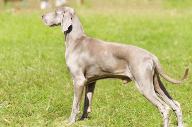 Weimaraner köpek