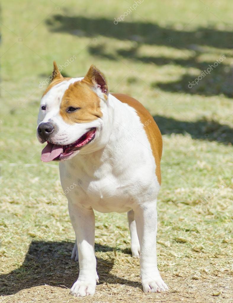 American staffordshire terrier best sale albino