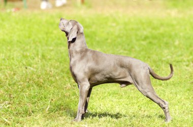 Weimaraner köpek