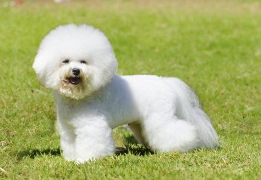 Bichon frise köpek