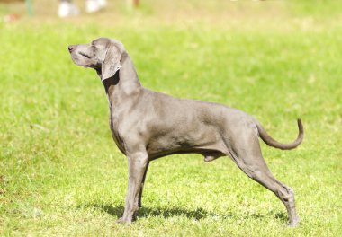 Weimaraner köpek