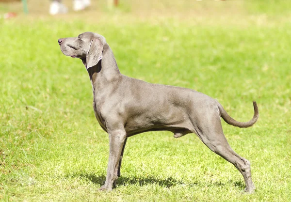 Weimaraner Hund — Stockfoto