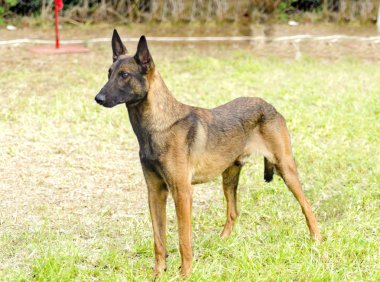 Belçika çoban köpeği (Malinois)