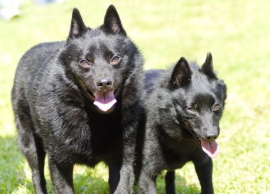 Schipperkes