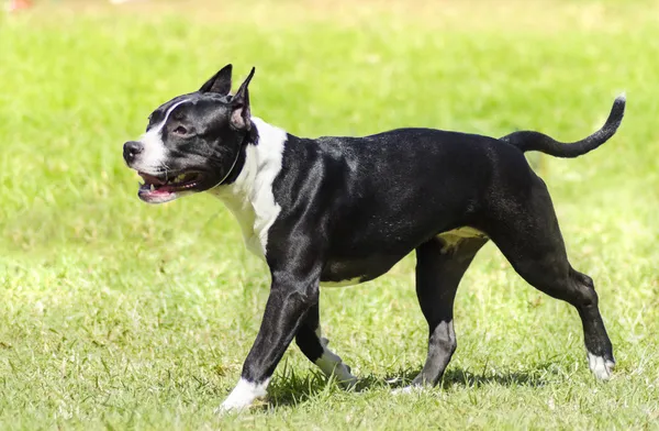 American staffordshire terrier — Foto de Stock