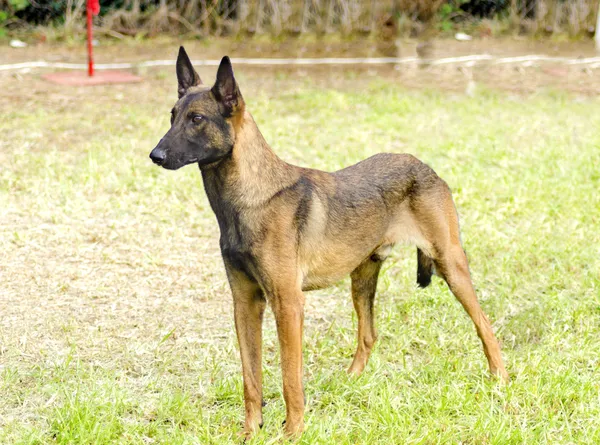 Cão pastor belga (Malinois ) — Fotografia de Stock