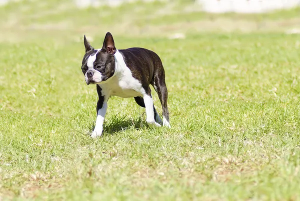 Boston terrier — Zdjęcie stockowe