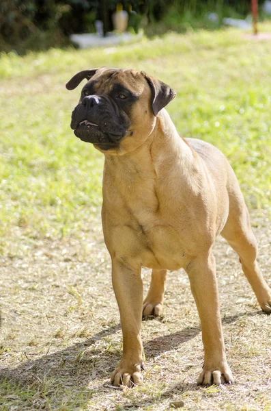 Perro Bullmastiff —  Fotos de Stock