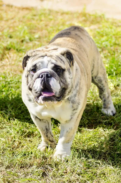 Engelse Bulldog — Stockfoto