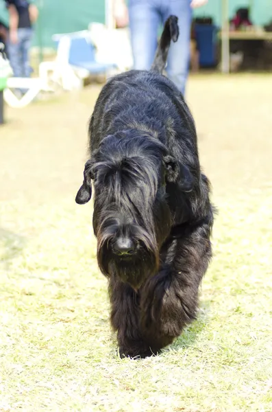 Riesenschnauzer — Stockfoto