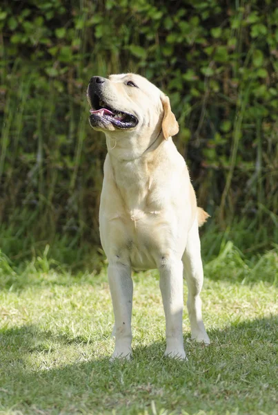 Labrador retriever — Zdjęcie stockowe