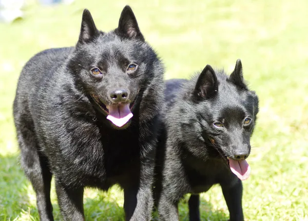 Schipperkes — Zdjęcie stockowe