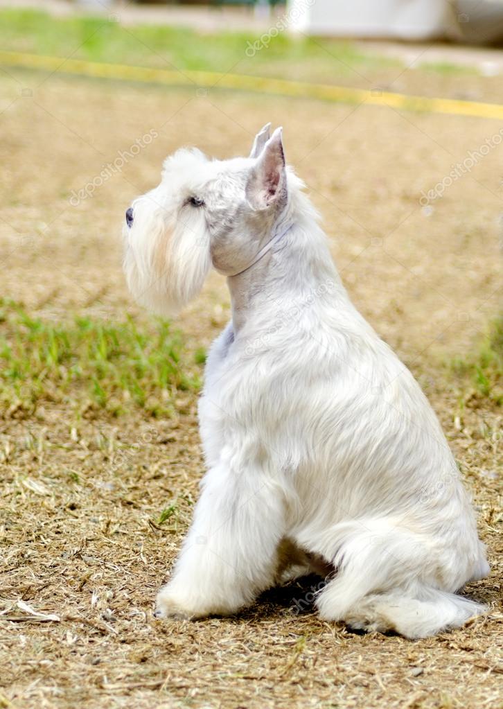 Miniature Schnauzer — Stock Photo © f8grapher #36078927