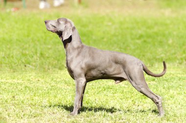 Weimaraner köpek