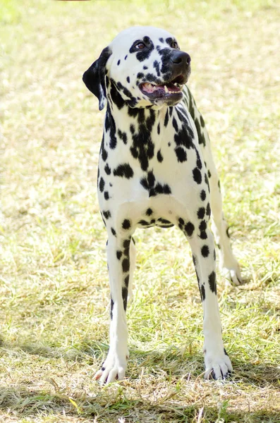 Dalmatinhund – stockfoto