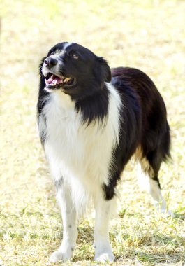 kenar kömür ocağı