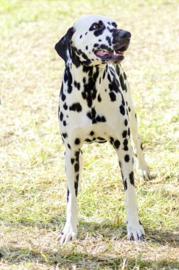 Dalmaçya köpeği