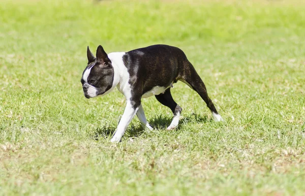 Boston Terrier. — Foto de Stock